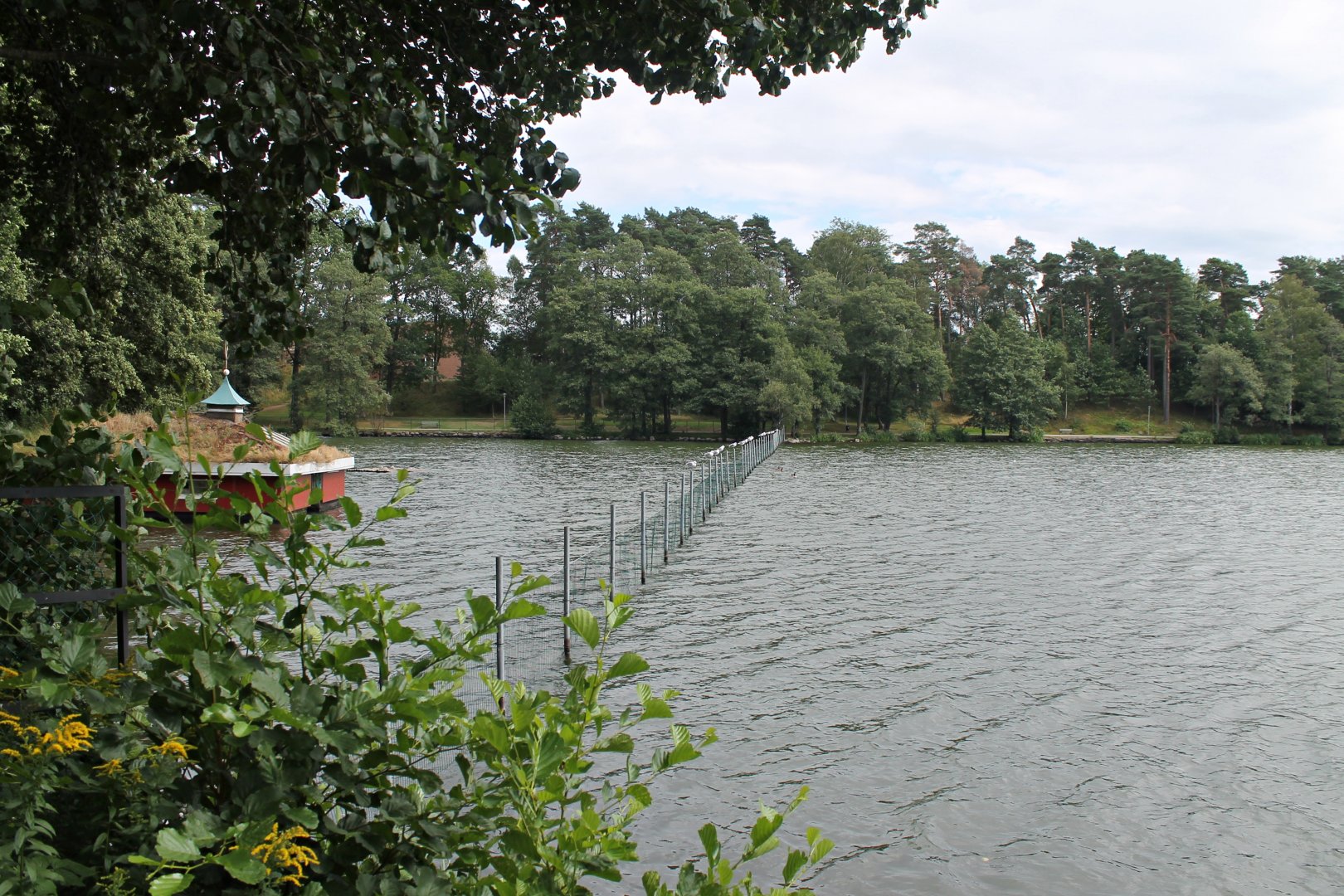 Black swan enclosure.