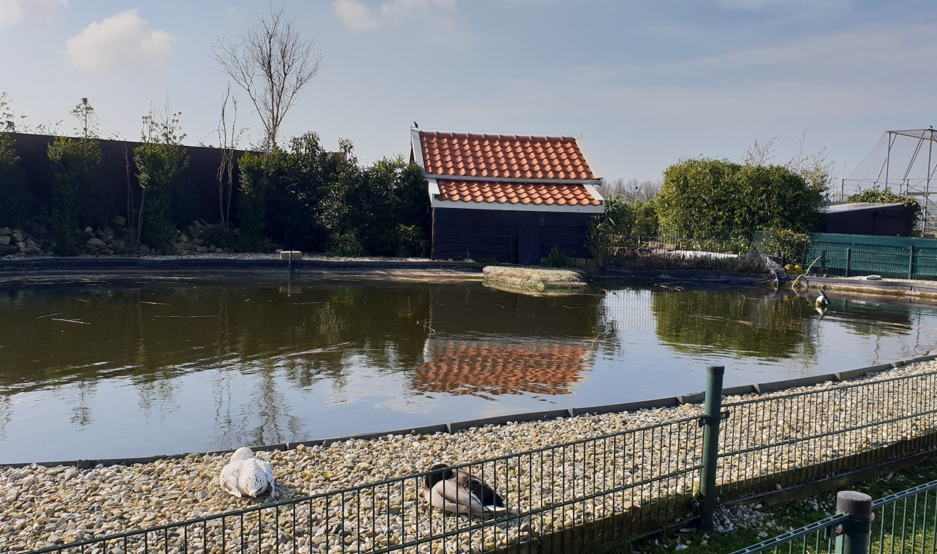Black swan enclosure