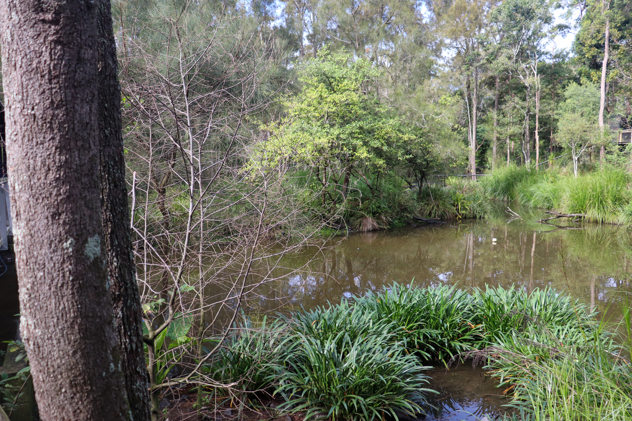 Black Swan Enclosure