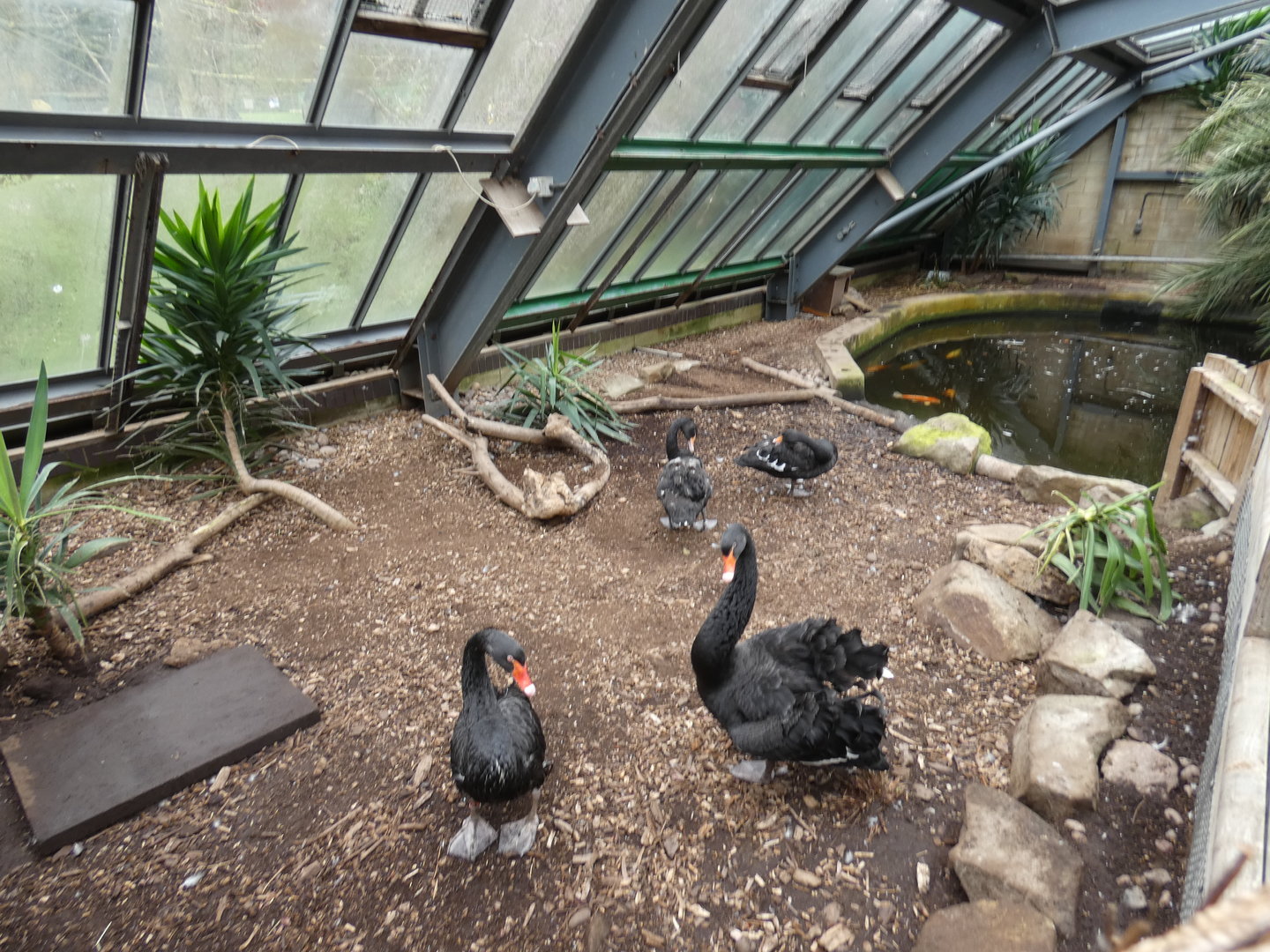 Black swan enclosure
