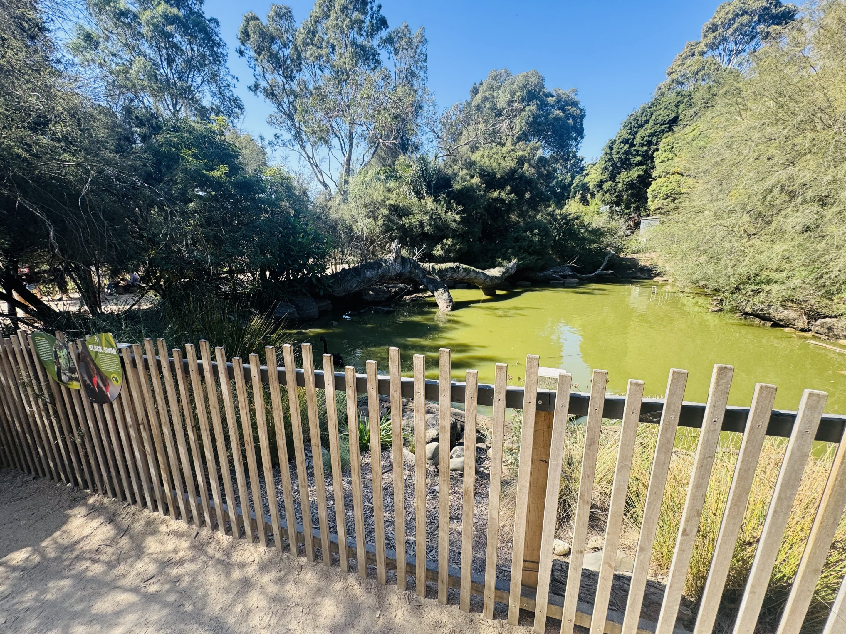 Black Swan enclosure