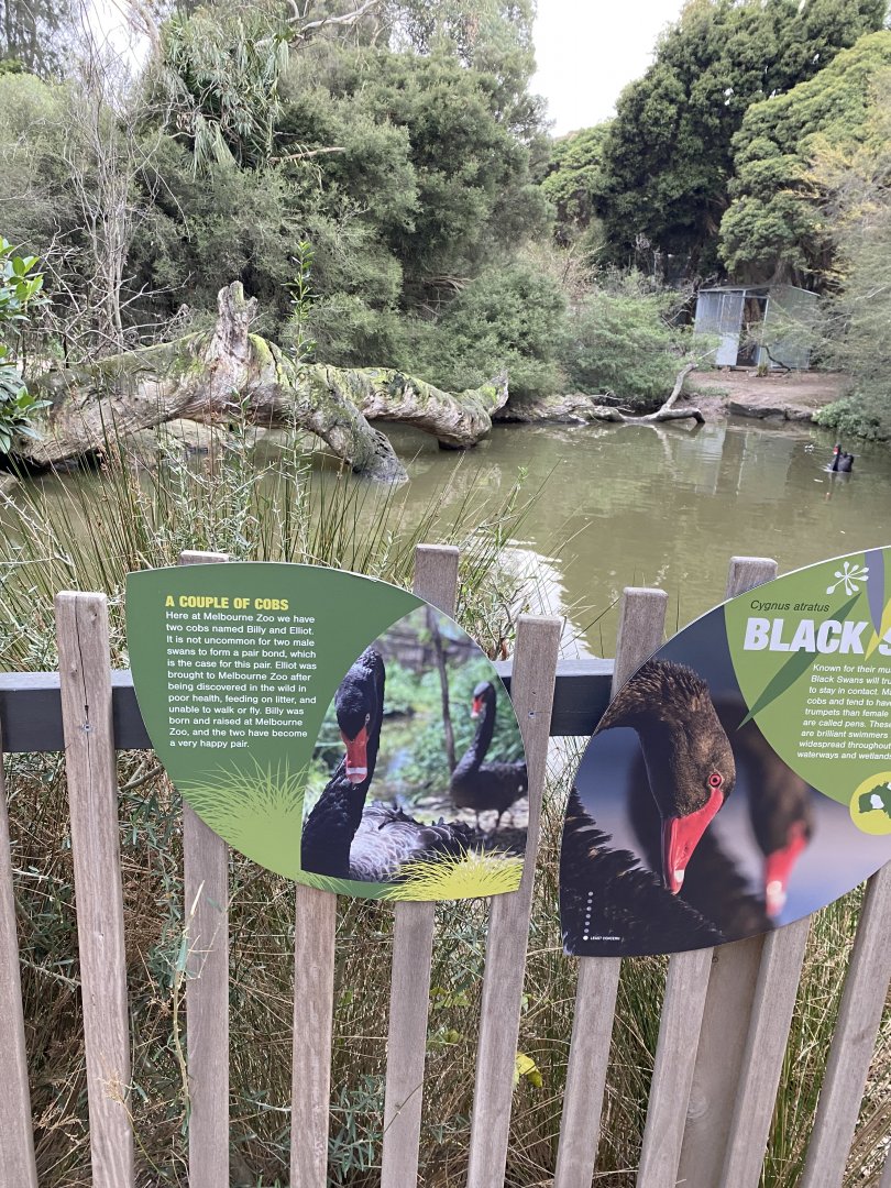 Black Swan Enclosure
