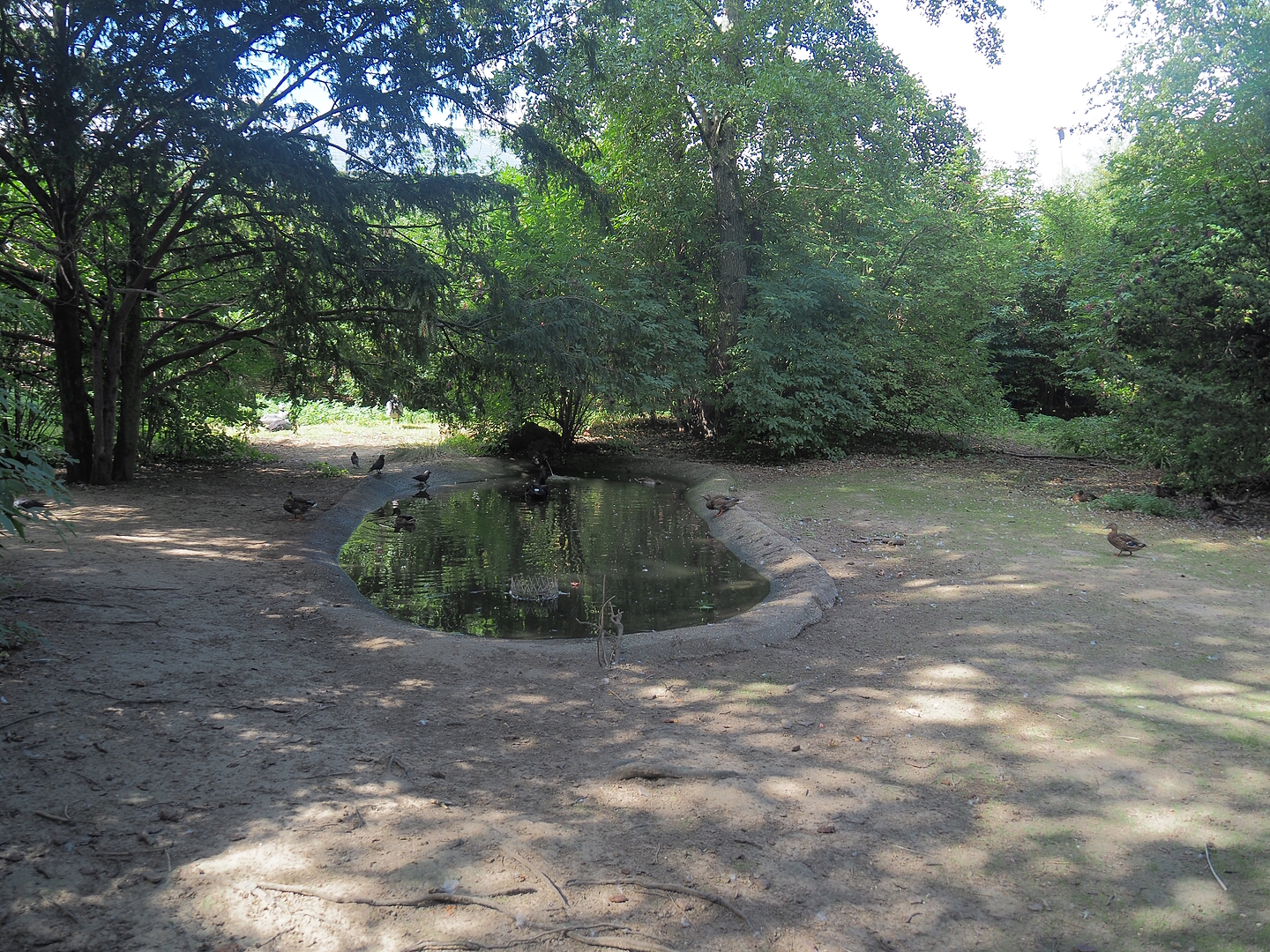 Black swan exhibit, 2022-08-28