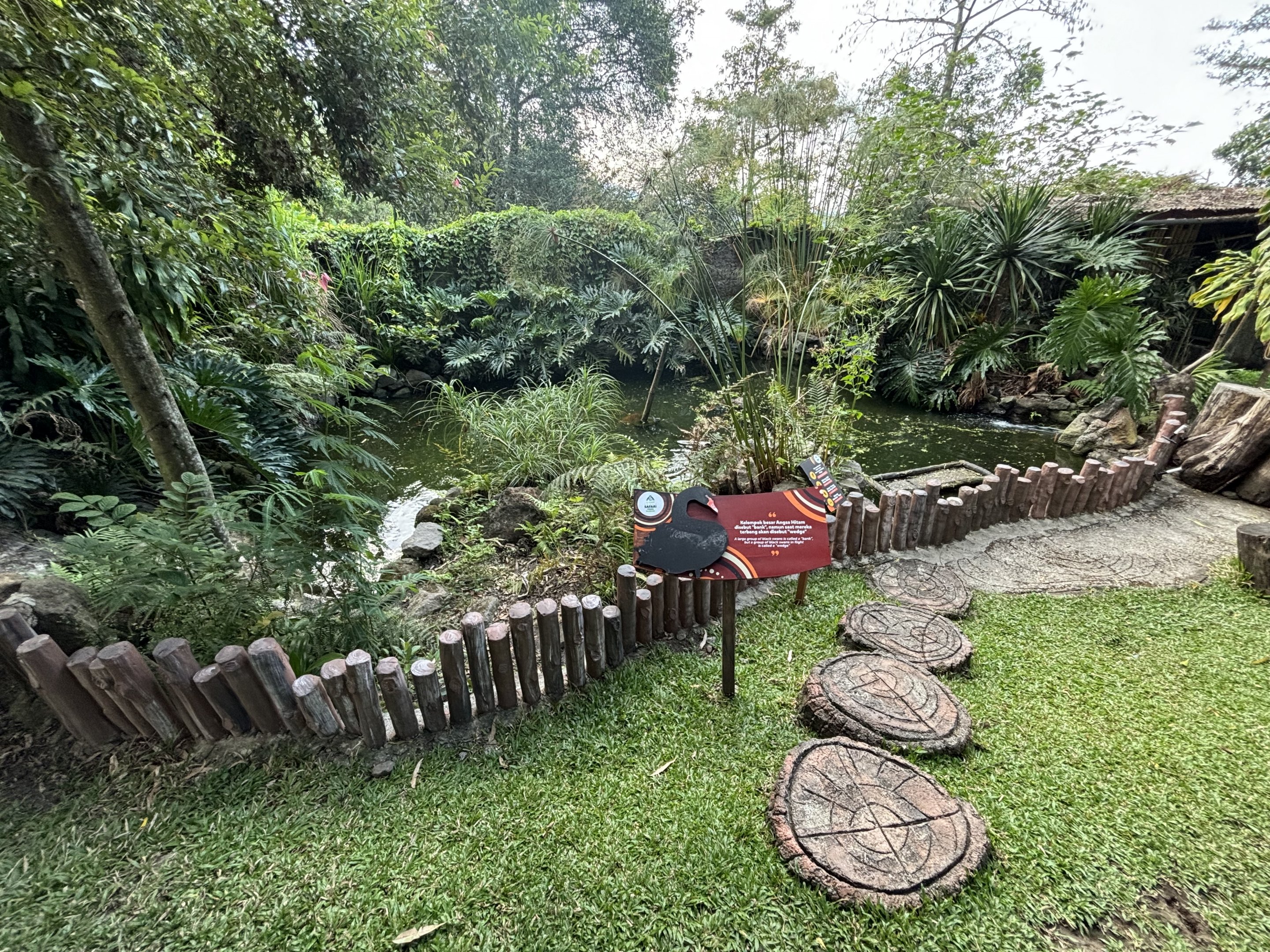 Black Swan Exhibit (in macropod walk-through)