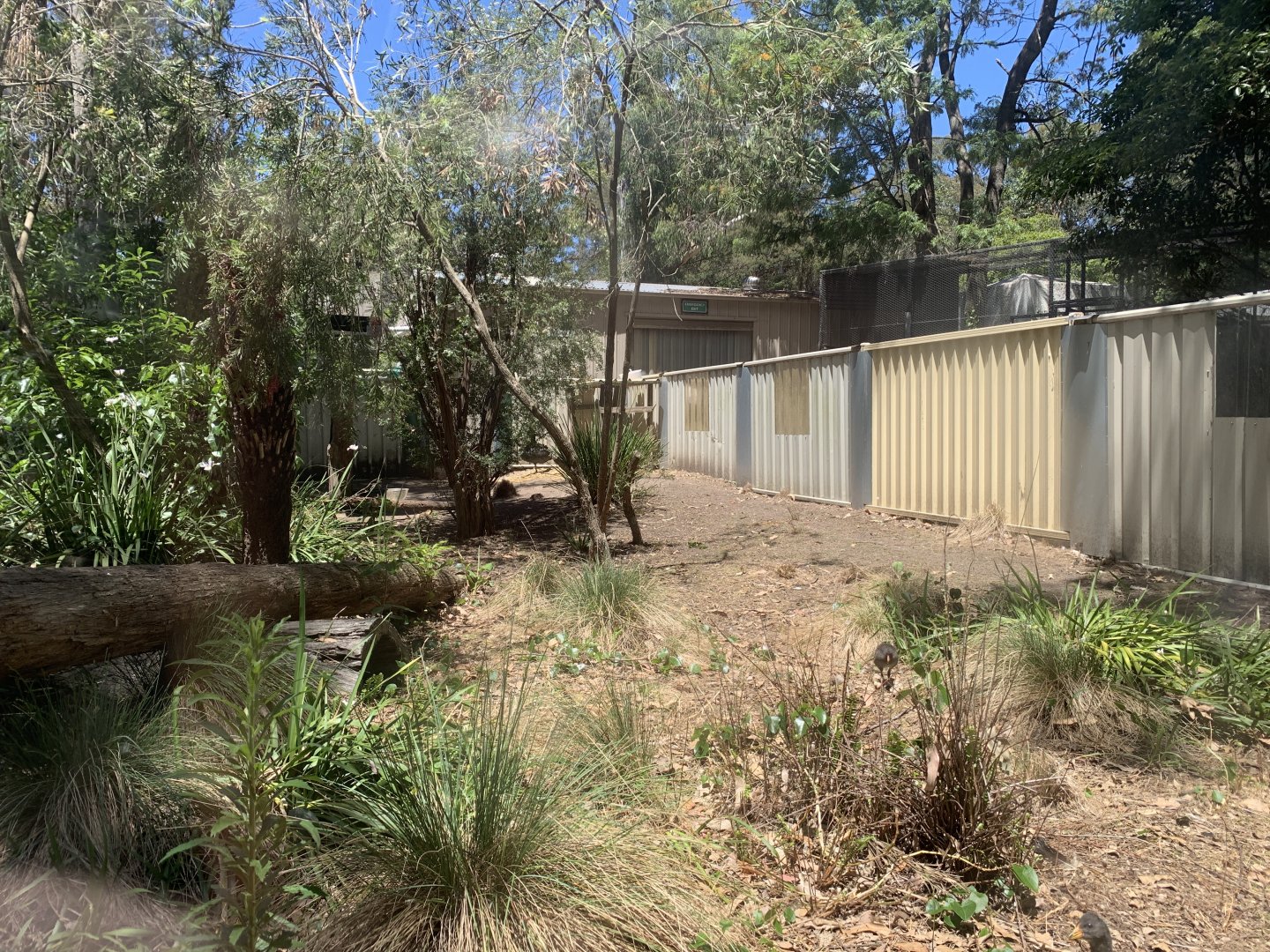 Black Swan Exhibit (Potoroo Palace)