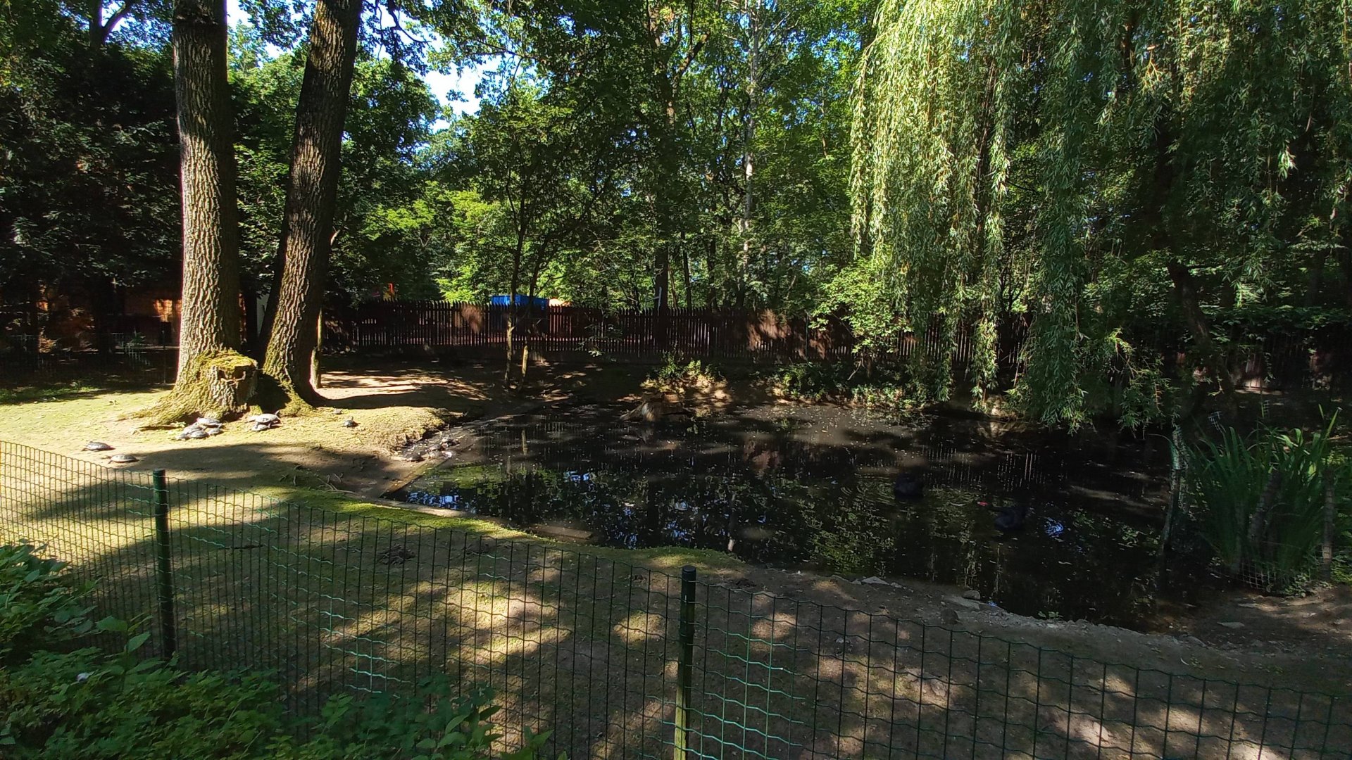 Black swan - exhibit