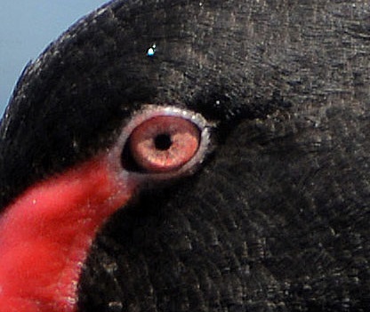 Black swan eye.