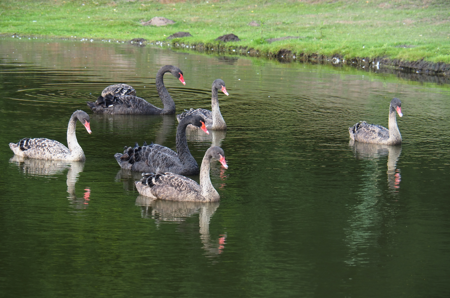 Black swan family (Cygnus atratus), 2019-08-11