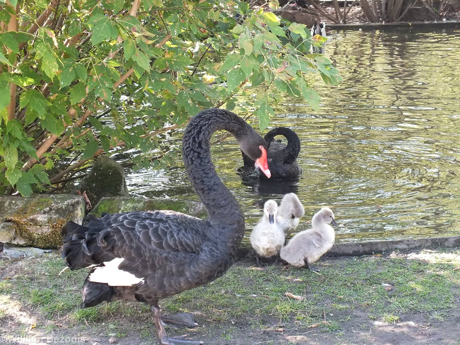 Black Swan Family