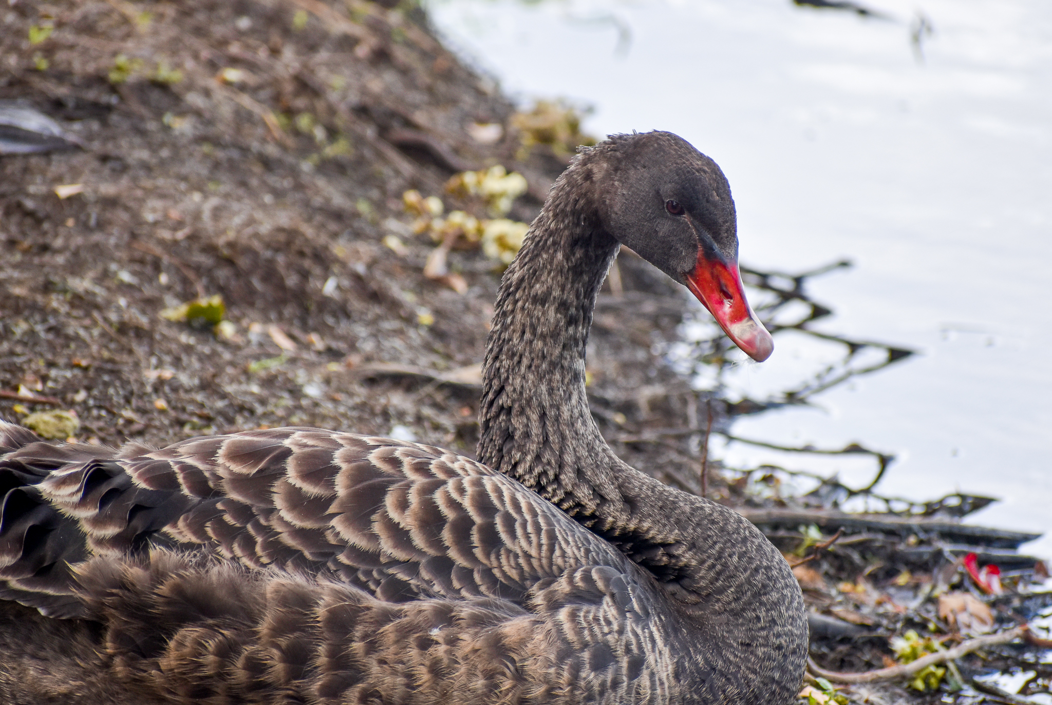 Black Swan - immature