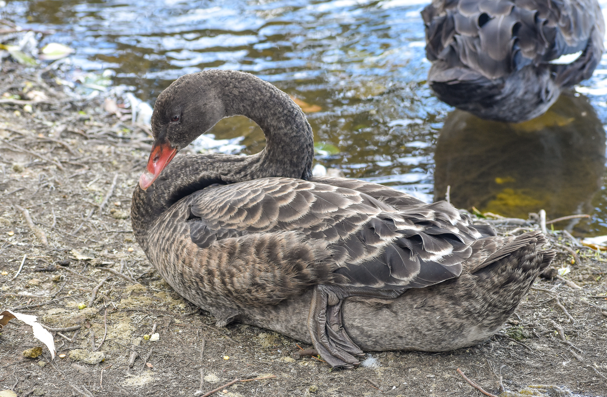 Black Swan - immature