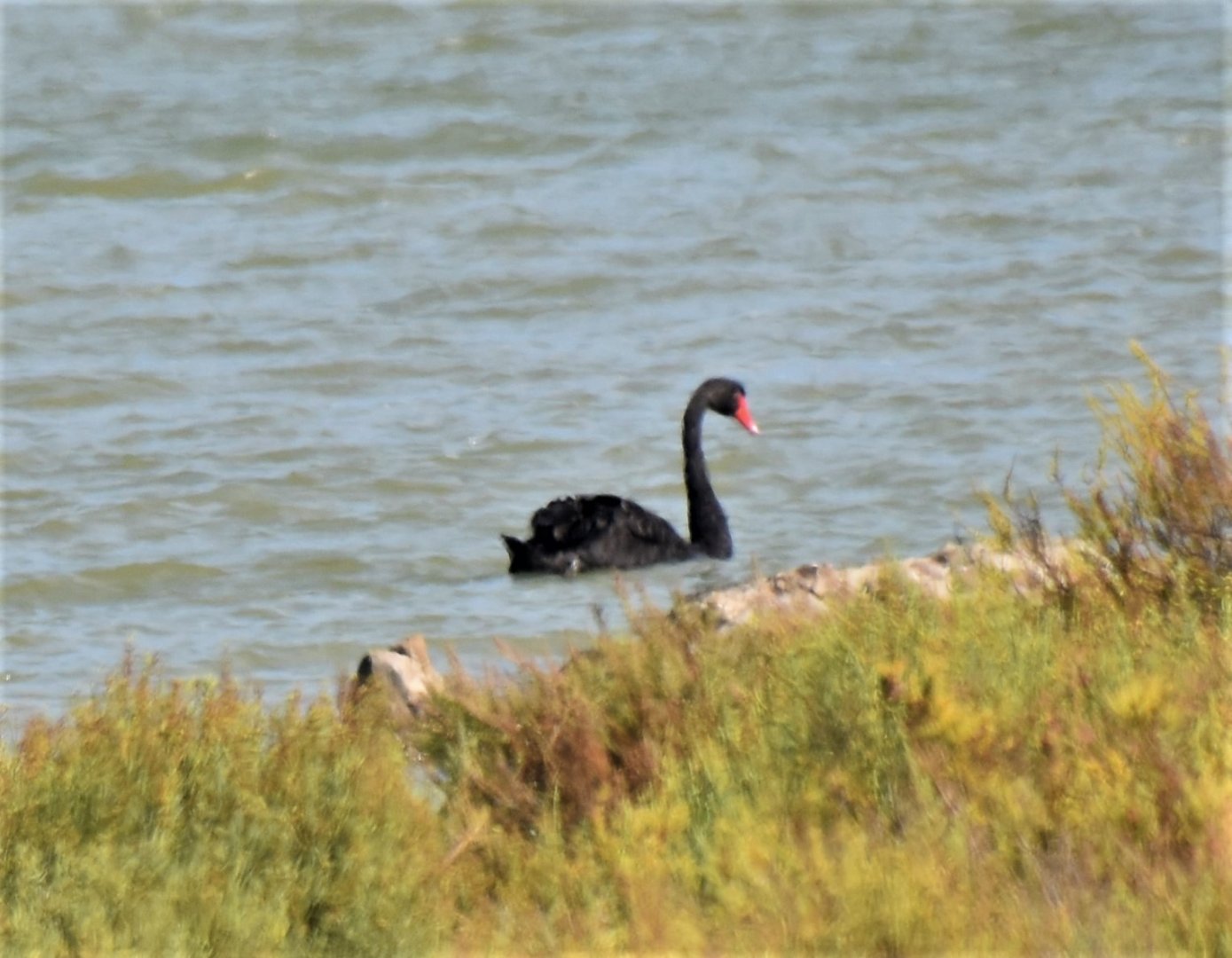 Black swan in France?