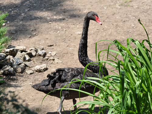 Black Swan in Kishinev Zoo