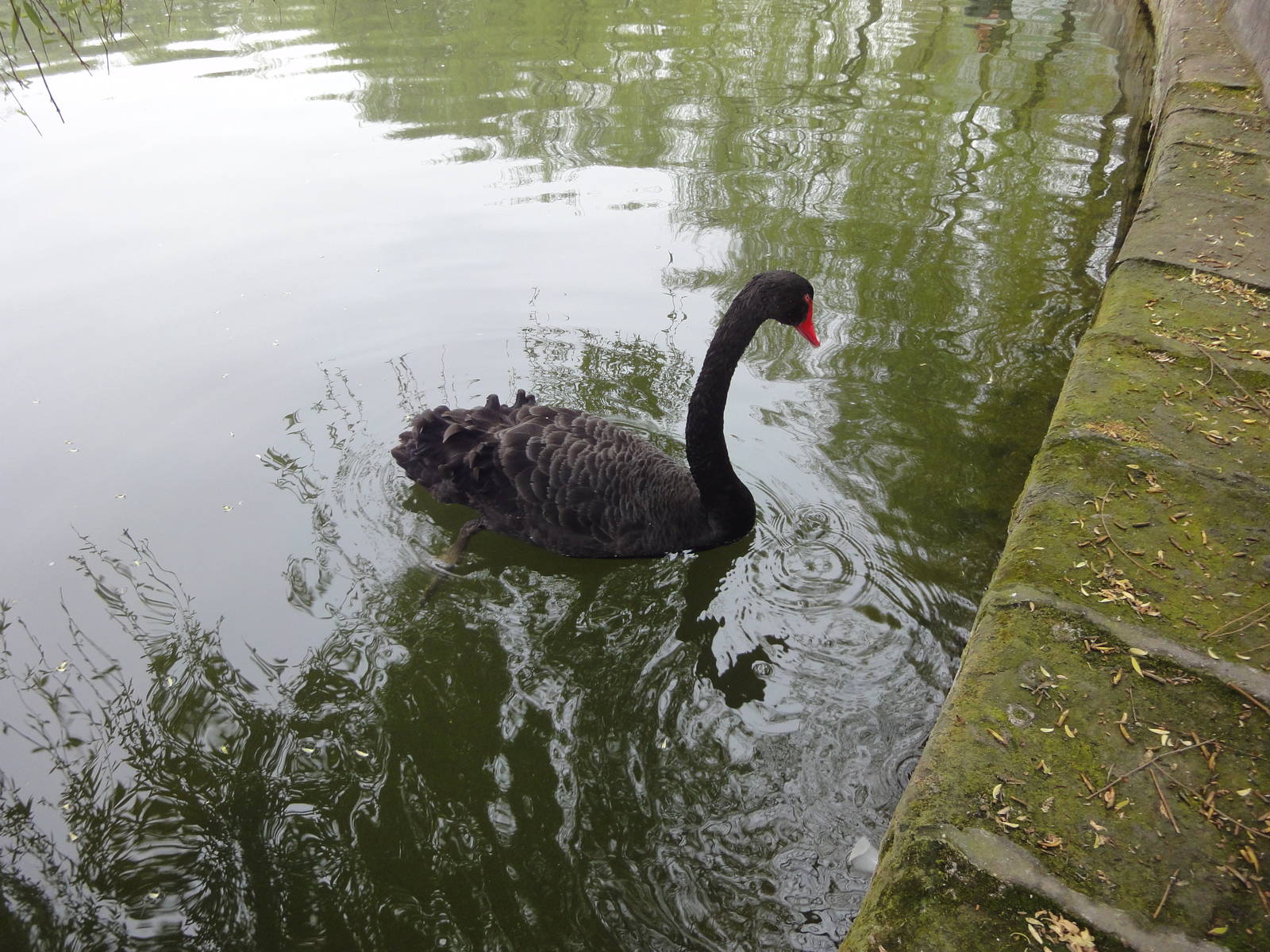 Black Swan in Lake
