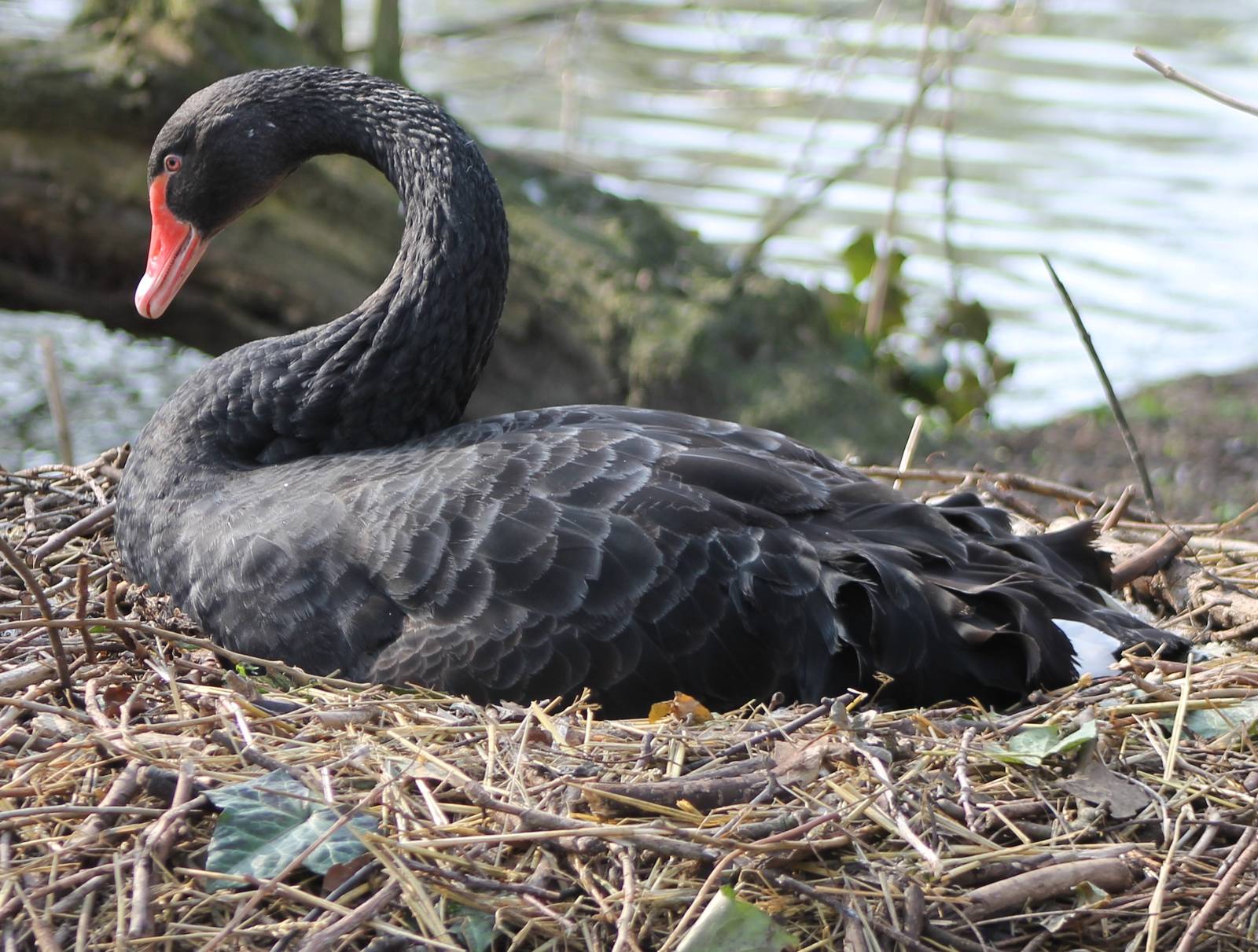Black swan incubating