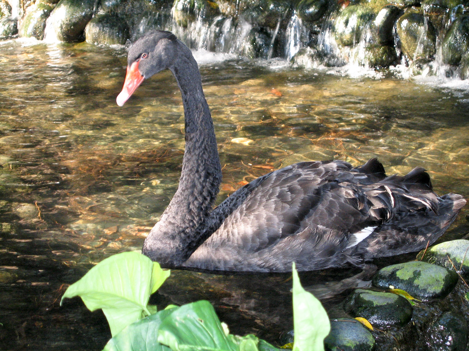 Black swan - Jul 2003