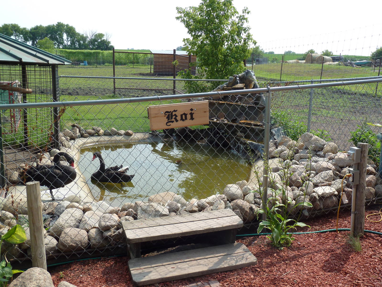 Black Swan + Koi Exhibit