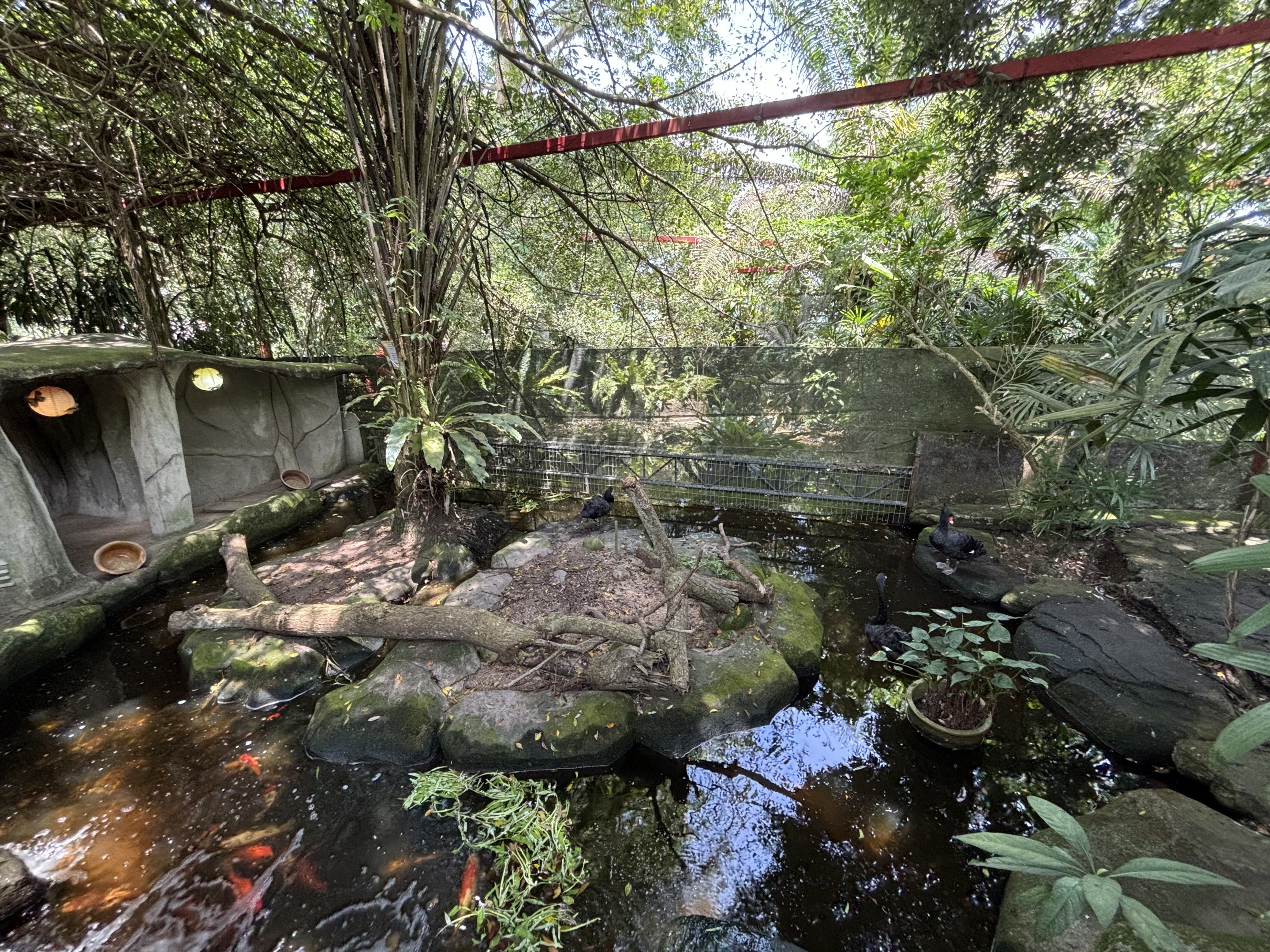 Black Swan + Koi Pond