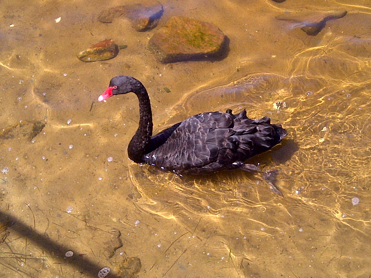 Black Swan - Lakes Entrance, Vic