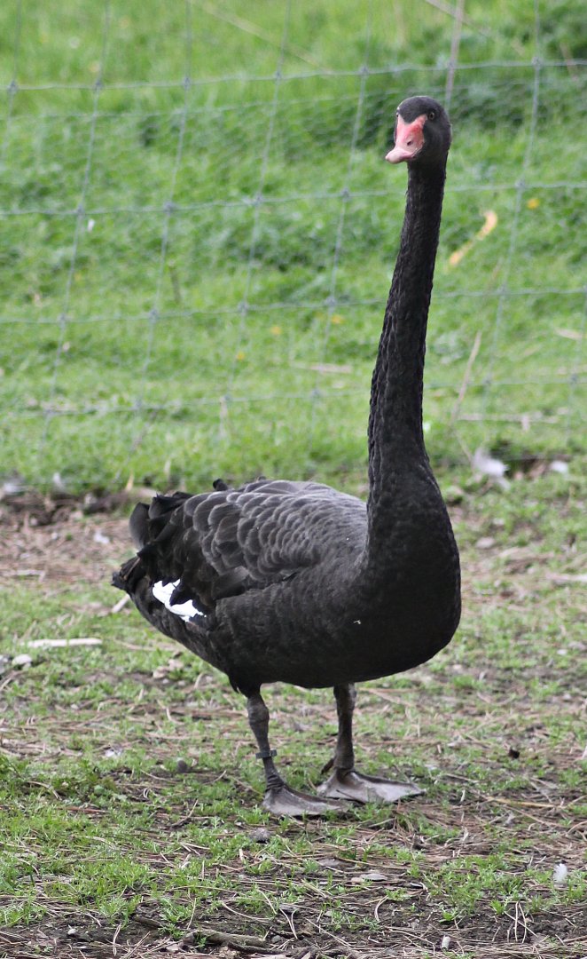 Black swan - Long neck