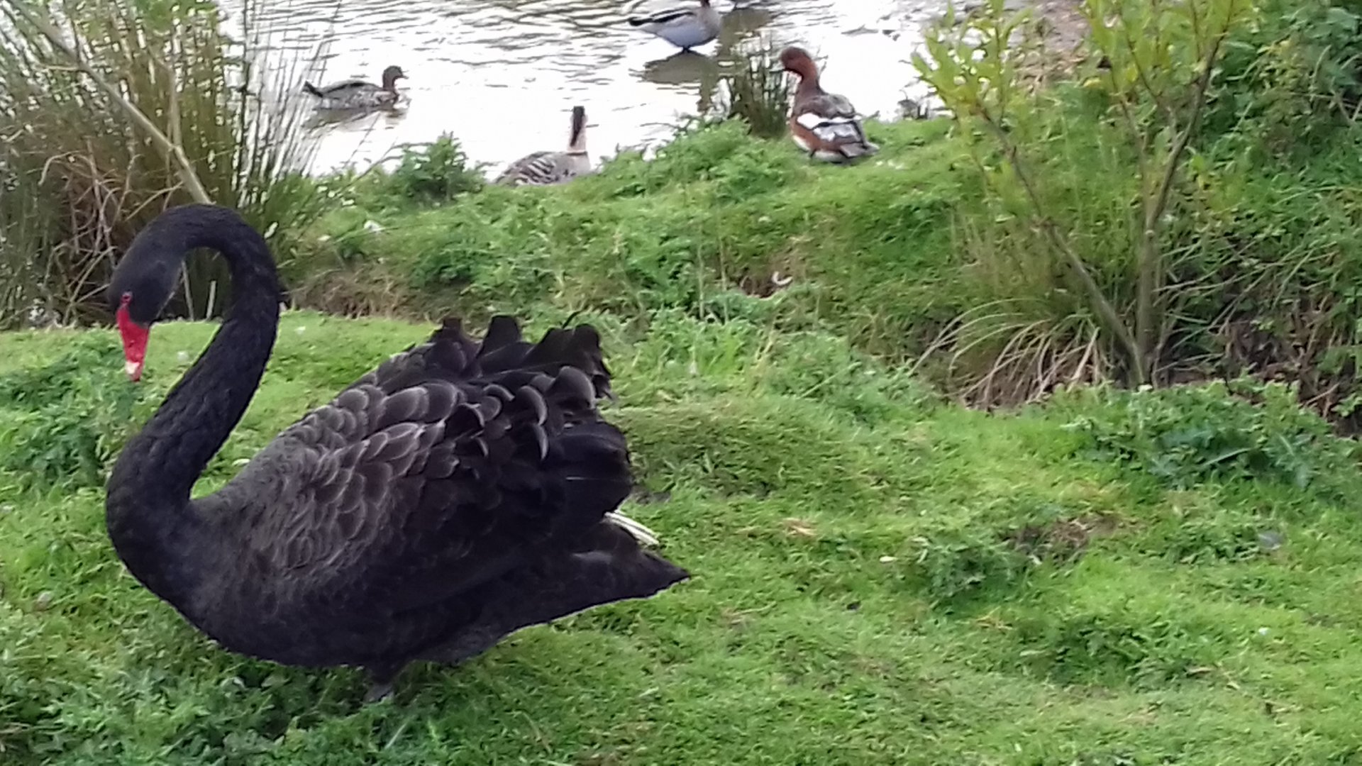 Black swan male on his pond