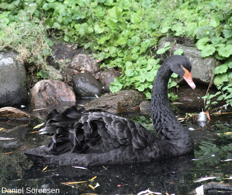 Black swan, male.