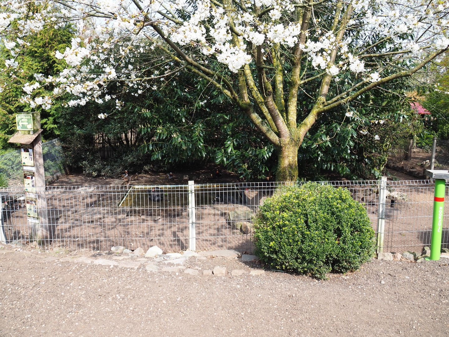 Black swan - Mandarin duck - Red-breasted goose exhibit, 2019-04-06