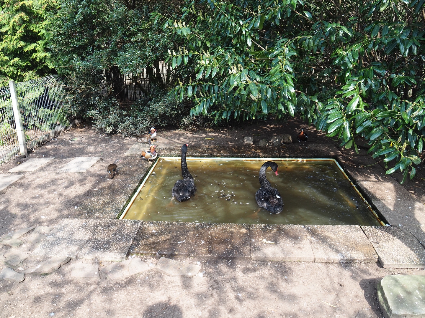 Black swan - Mandarin duck - Red-breasted goose exhibit, 2019-04-06