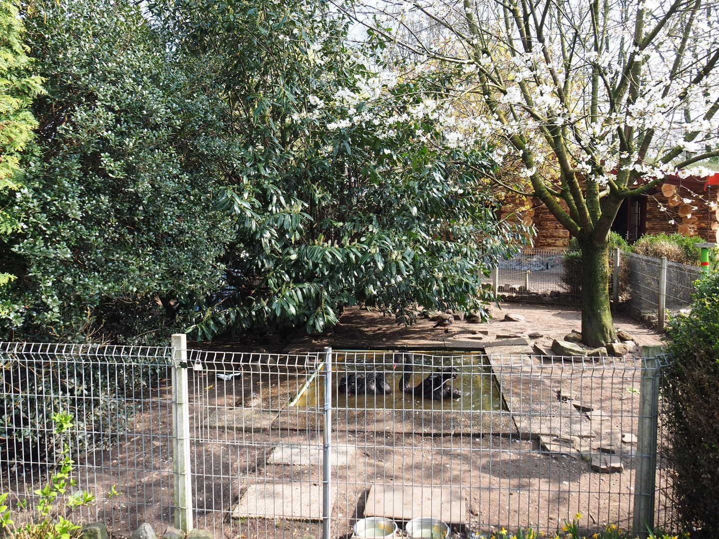 Black swan - Mandarin duck - Red-breasted goose exhibit, 2019-04-06