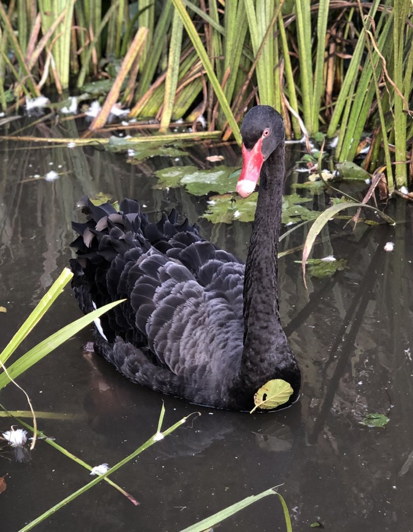 Black Swan, Natalie