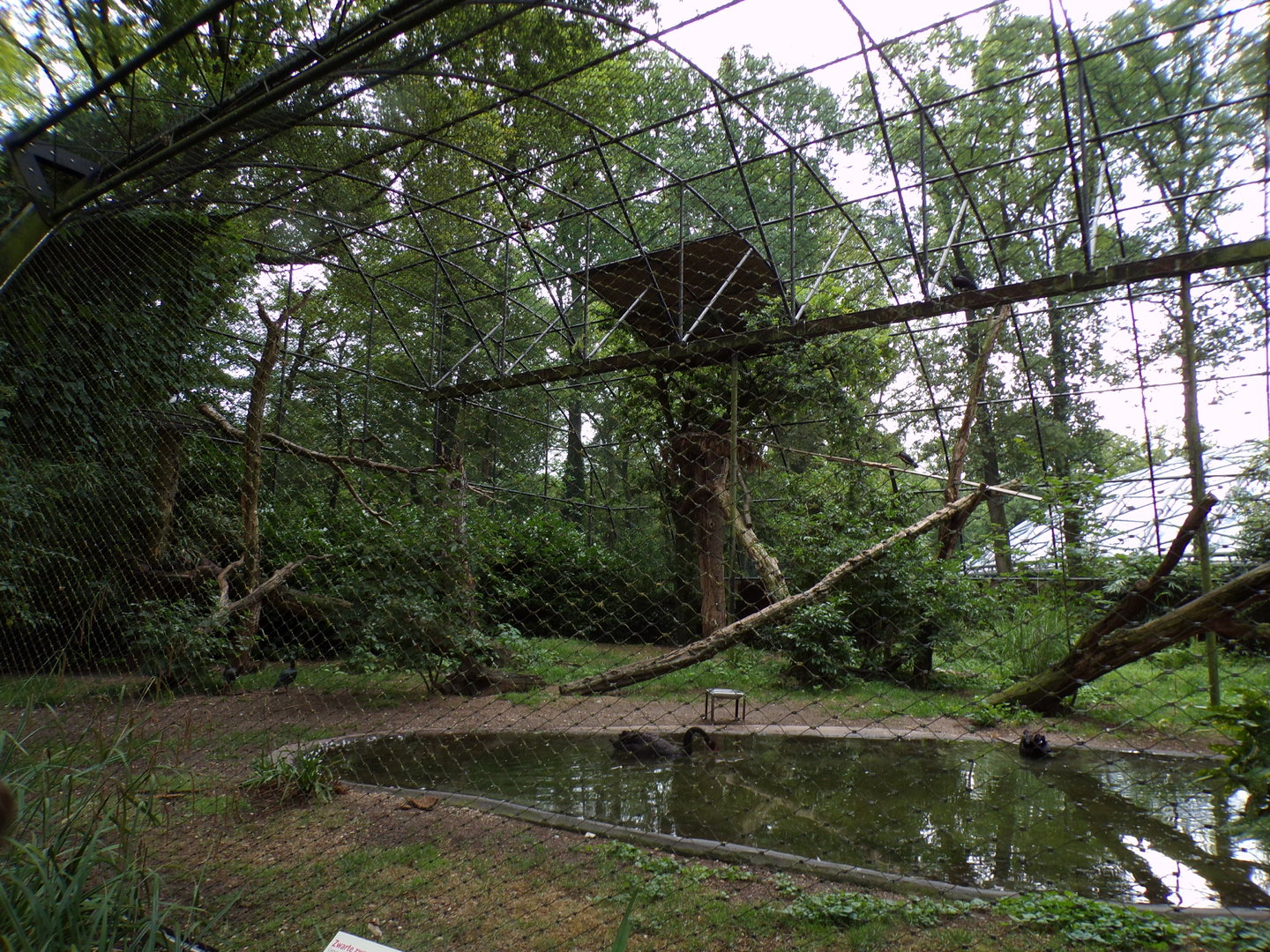 Black swan, Northern Bald ibis and Cinerous vulture aviary 6.7.23