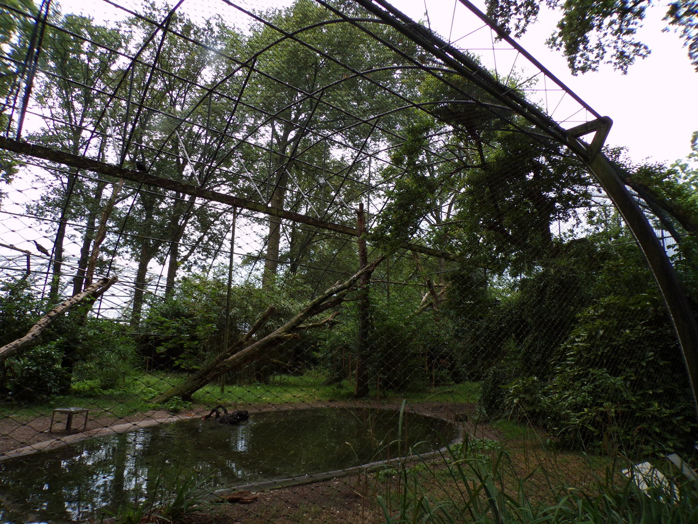 Black swan, Northern Bald ibis and Cinerous vulture aviary 6.7.23