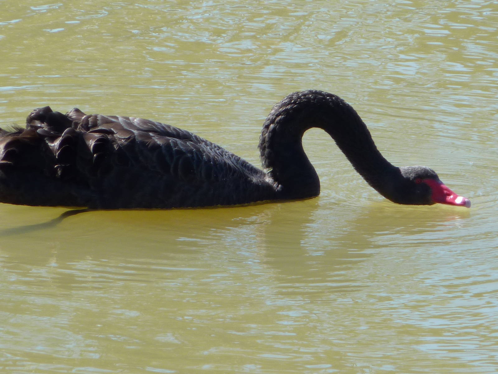 Black Swan, NSW