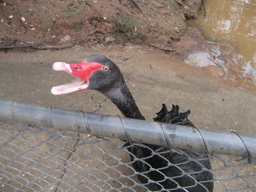 Black Swan on the attack