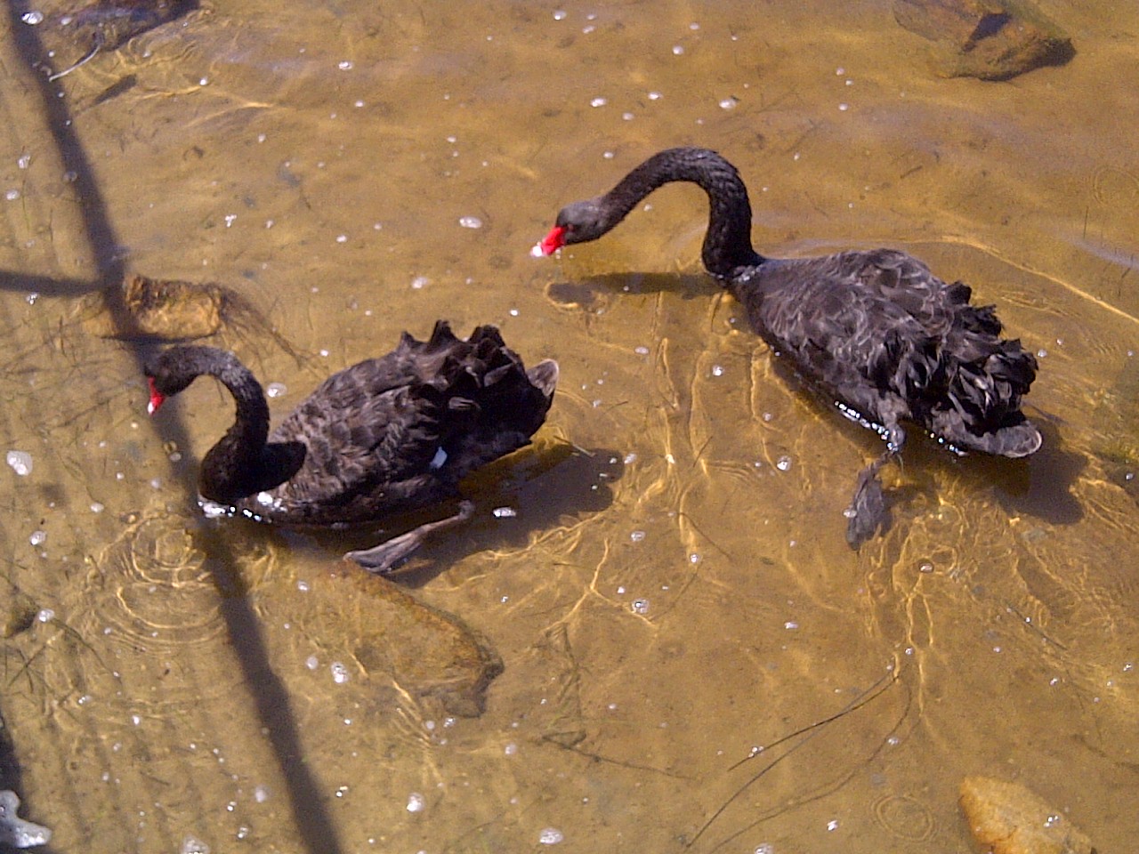 Black Swan Pair