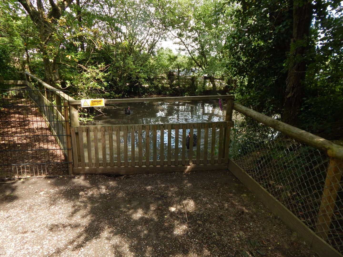 Black swan pond 060625