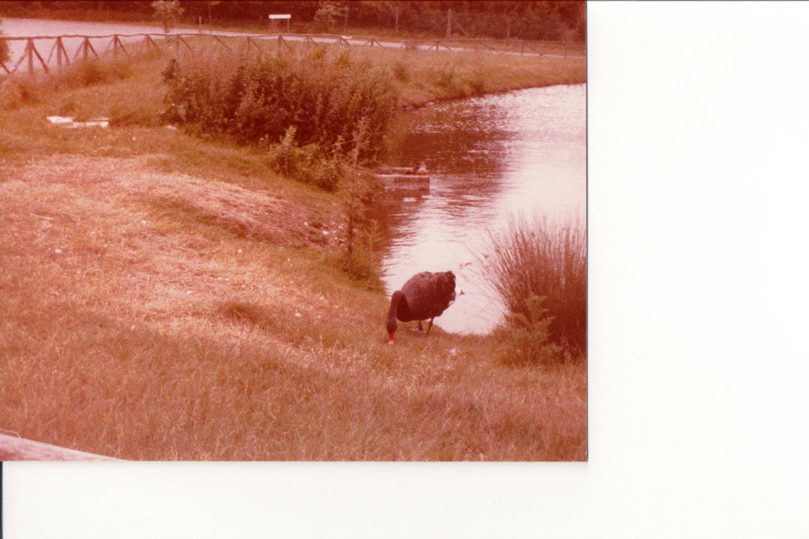 Black Swan Pond (with actual an actual Black Swan!) - Marwell 1970s/80s