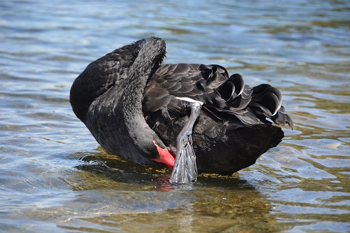 Black swan preening.