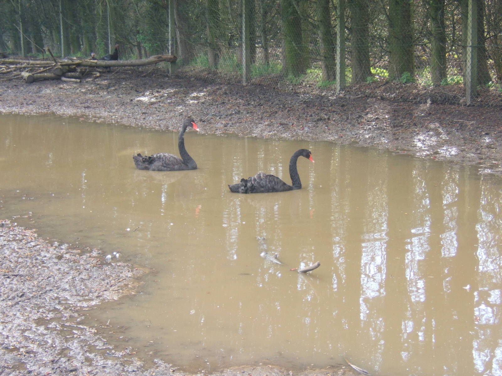 Black Swan`s in childrens farm