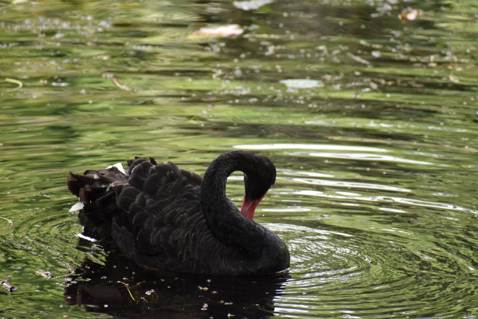 Black Swan ~ Singapore Botanic Gardens