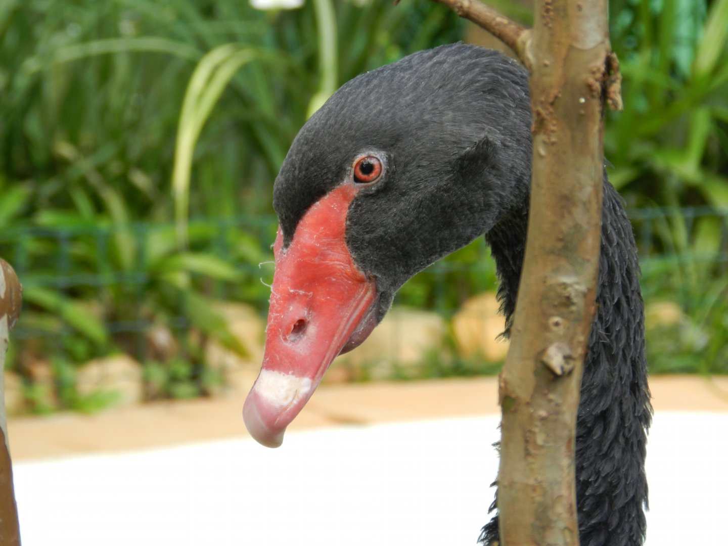 Black swan (Walkthrough aviary) - Belo Horizonte zoo
