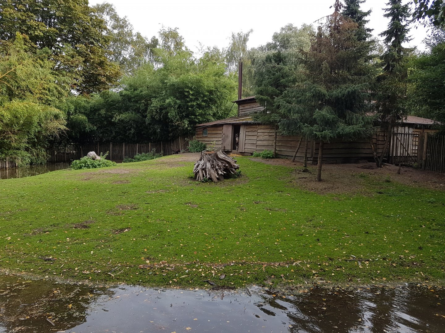 Black swan - Wallaroo enclosure