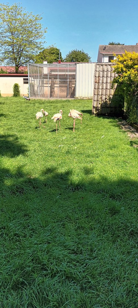 Black Swan, White Peafowl, Greater Flamingo and African grey crowned Crane Enclosure