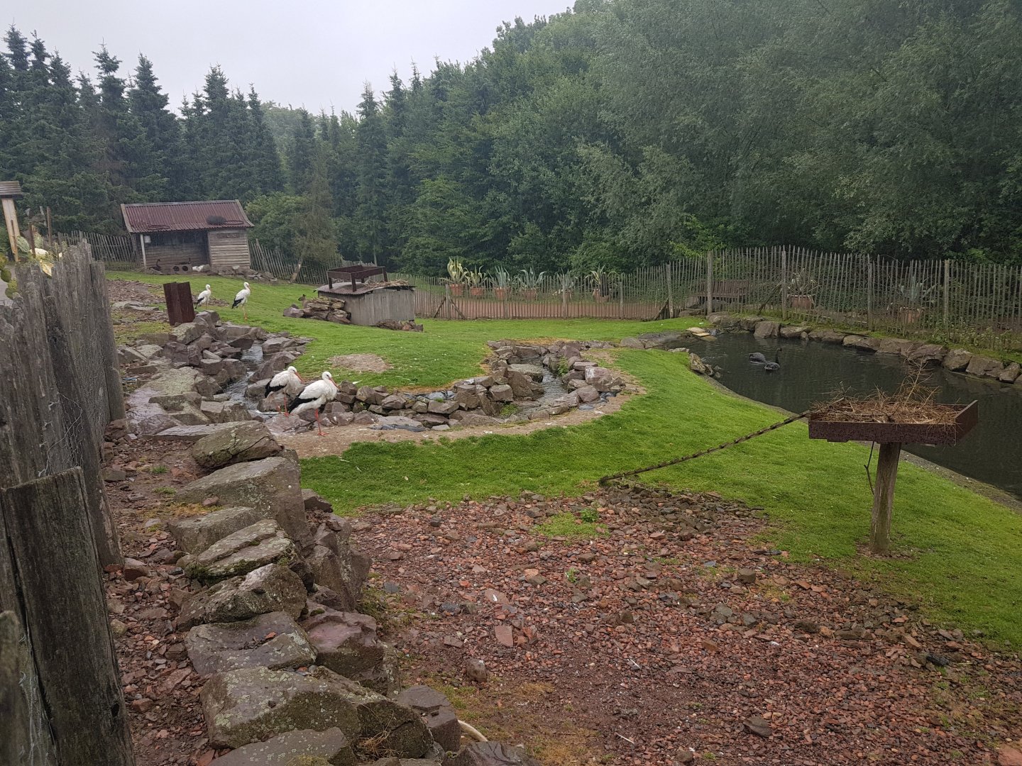 Black swan - White stork - Wallaby enclosure