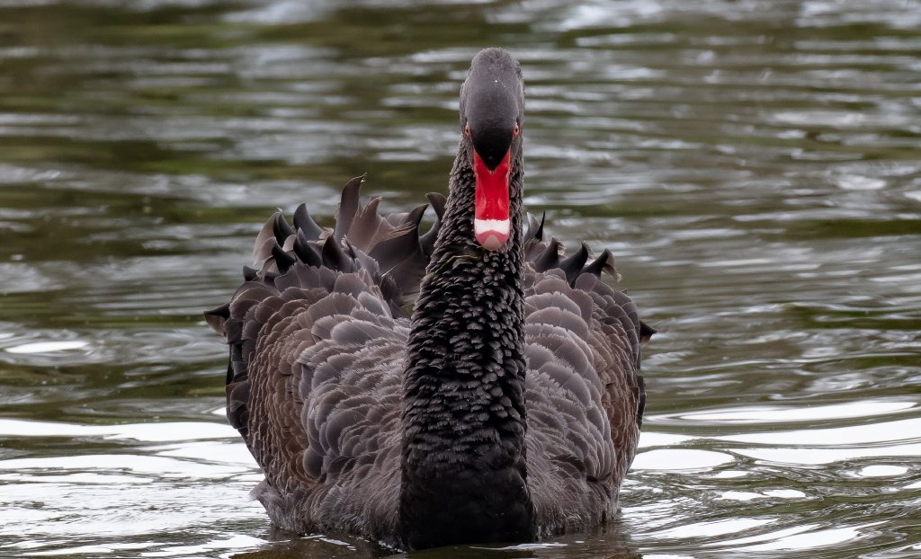 Black Swan - wild bird