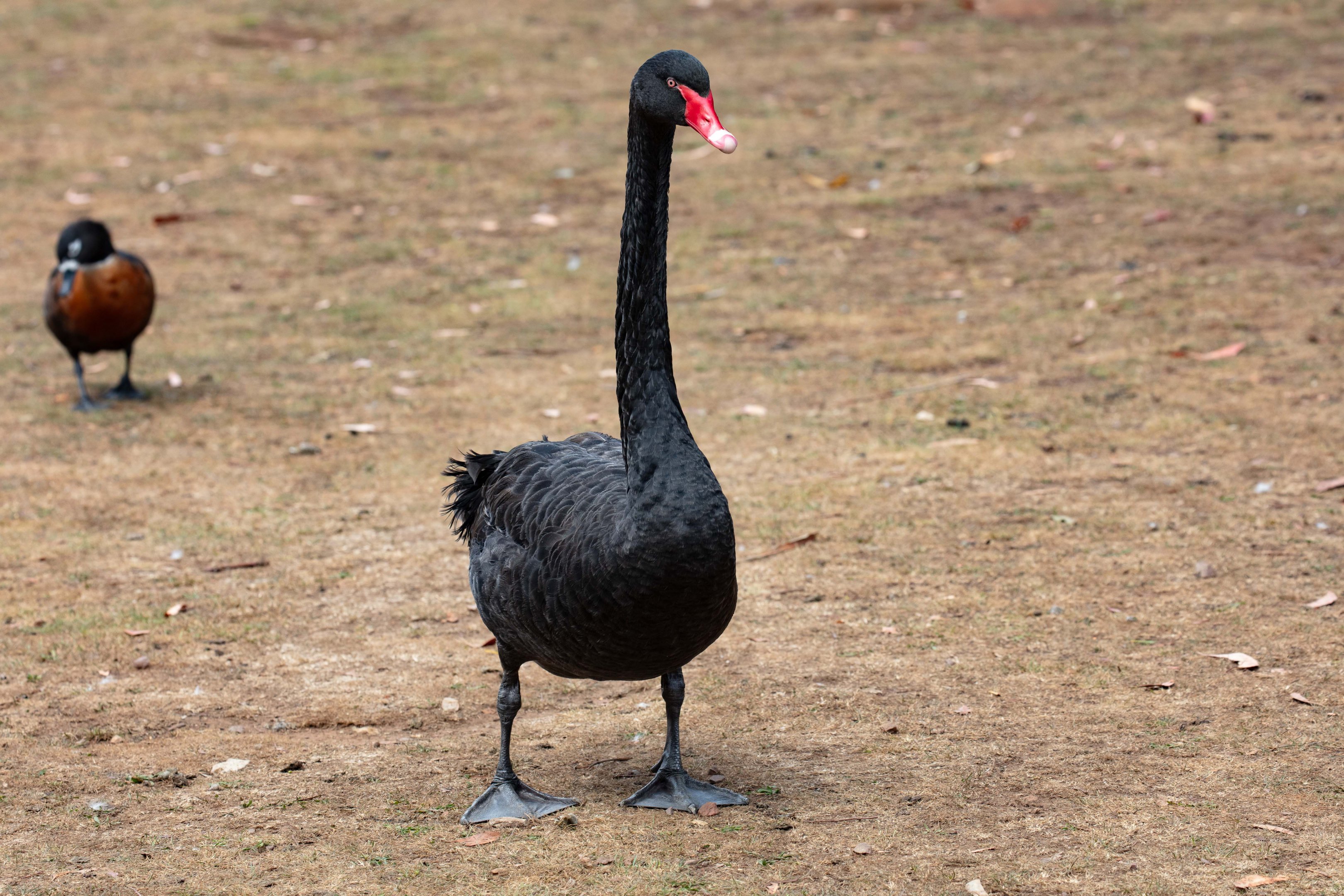 Black Swan (wild bird)