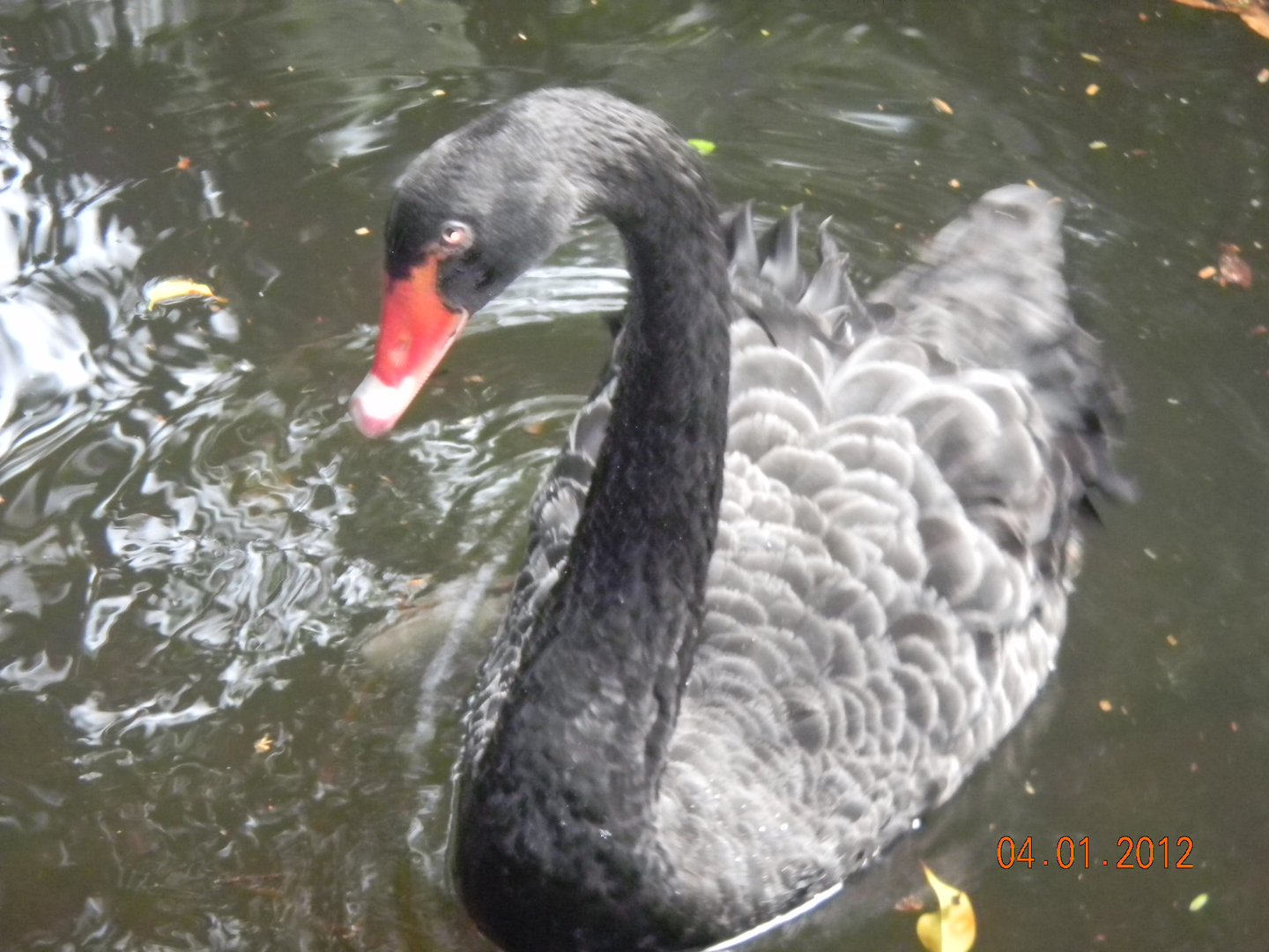Black Swan - Wildlife Habitat 2012