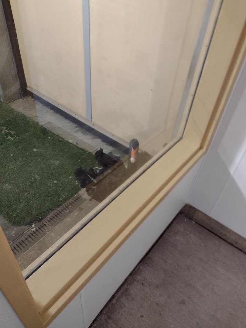 Black Swan (Wintering in Africa Hoofstock Barn)