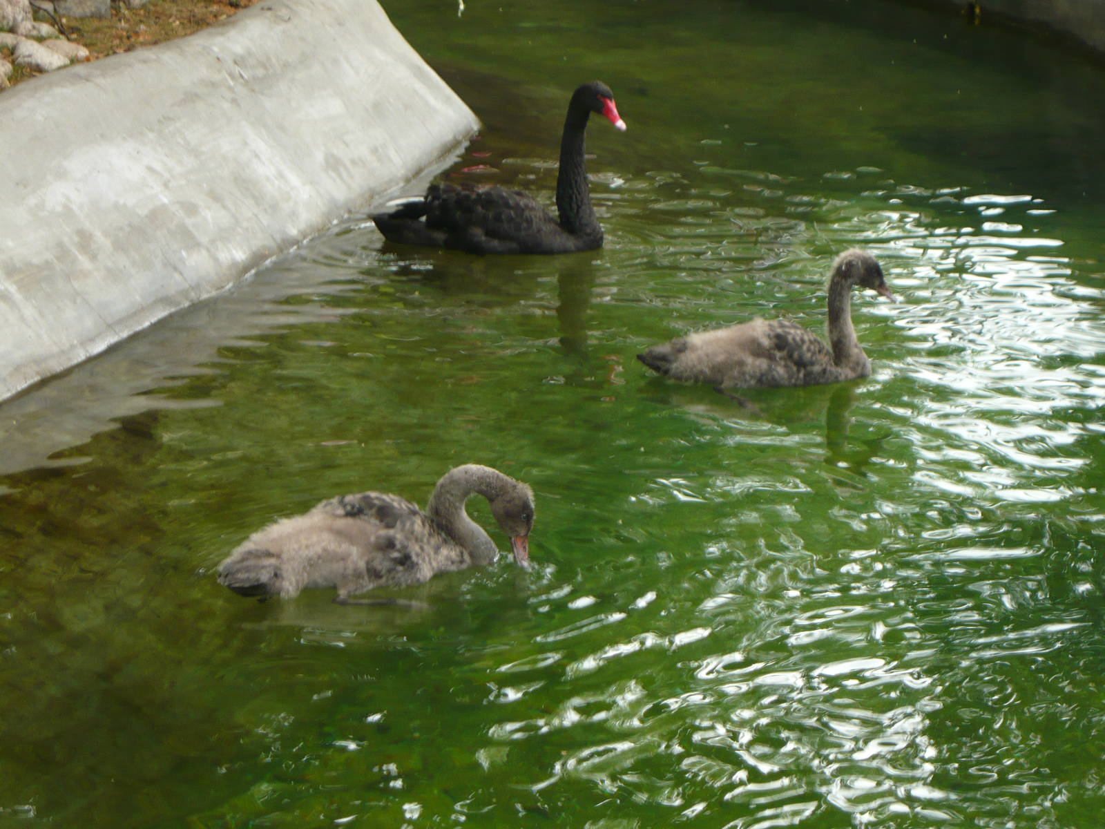 Black swan with chicks