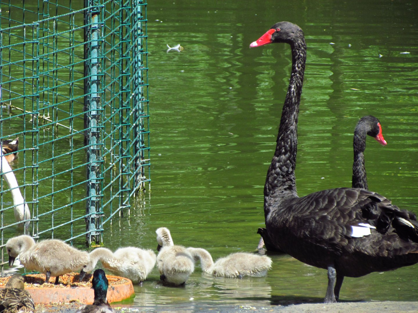 Black swan with chicks